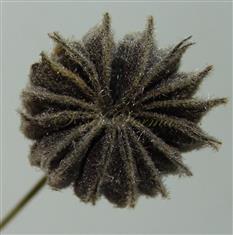  Fruit-Schizocarp (Mature)